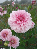 miho.801
