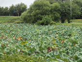 Lotus gallery