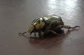 Fallen_the_bug