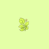 芹