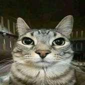 purrr