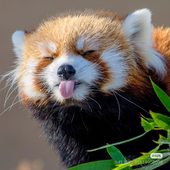 RedPanda2792