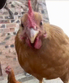 alfreda