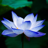 青蓮華