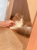 ただのオタク