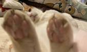 ねこみ。
