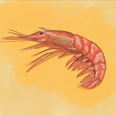 エビし