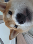 ヒス