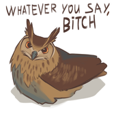 Owl