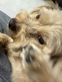 ﾔｸﾝﾄﾞ