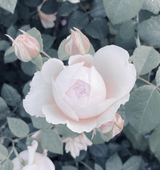 ℳ