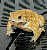 ミヤコ