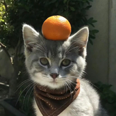 柳橙