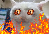 Cat Revival