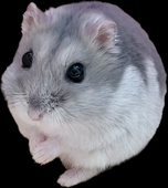 KIL