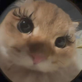Cherriibunx