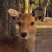 DumbBull