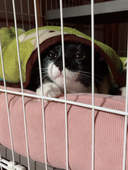ヤニハム