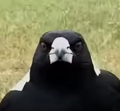 Mister