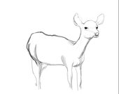 アンビ