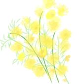 Mimosa_Pon