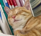 恐怖达猫