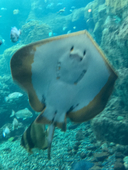 スライク