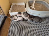 柑橘猫