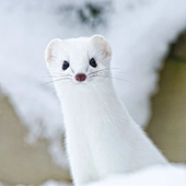 Ferret