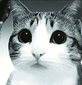 猫猫掺掺冰