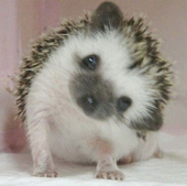 ウレックス