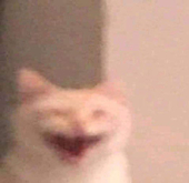 owlcat