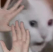 辣椒糖
