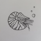 鸚鵡螺