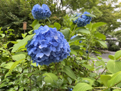 やまの
