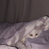 パチェー