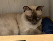 しゃむ猫