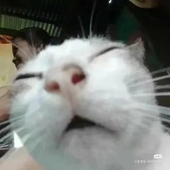 five zhou