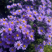 Aster Kun