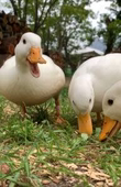 さつまいも