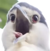 Ruaara