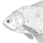 rokunira