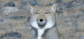 ささみ