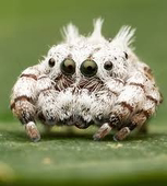 IodineTheSpider