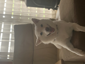 胡瓜