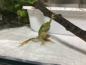 あいうえお