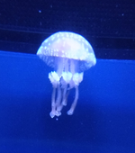 水月斎