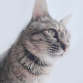 猫山桜梨