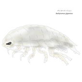 しらす