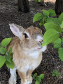 satuki